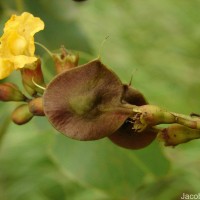 Pterocarpus marsupium Roxb.